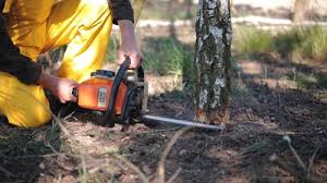 Professional Tree Removal Services in Atherton, CA